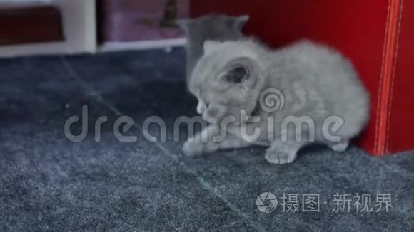 小猫在地毯上的肖像视频