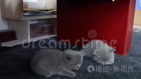 小猫在地毯上的肖像视频