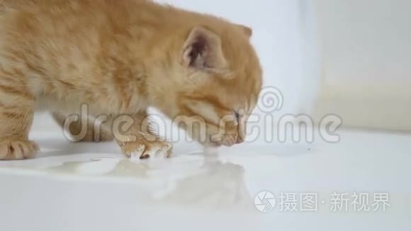 家中饥饿的小猫喝奶宠物视频