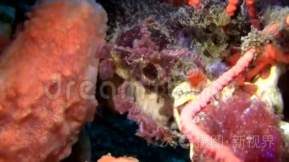 印尼莱姆贝海峡夜蟹视频