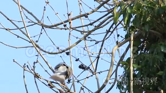 四月，木鸽坐在树枝上