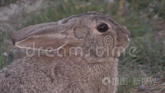 小牛兔肖像视频