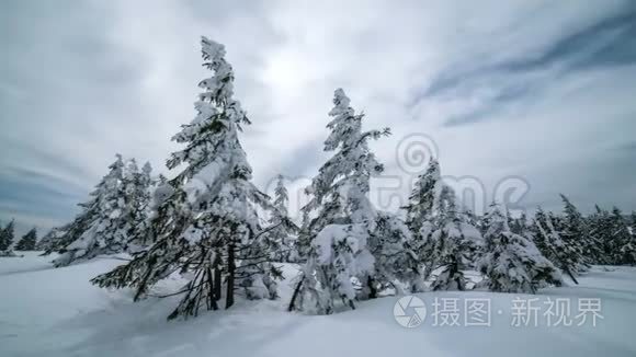 冬天的森林里有雪树