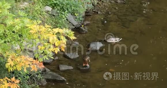 水欧洲的鸭子视频