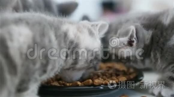 小猫吃特写镜头视频