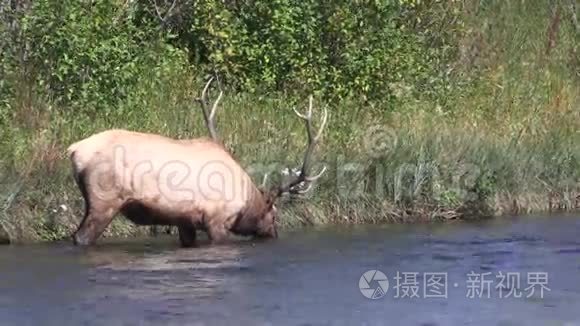 公牛麋鹿喝酒视频