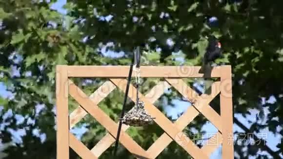 红翅黑鸟在一个悬挂的馈线视频