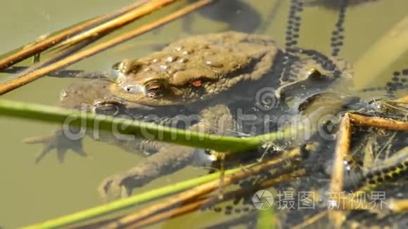 青蛙在繁殖过程中视频