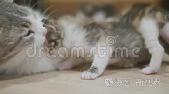 三色猫妈妈抱着小猫走第一步.. 猫舔小猫。 猫慢动作视频舔