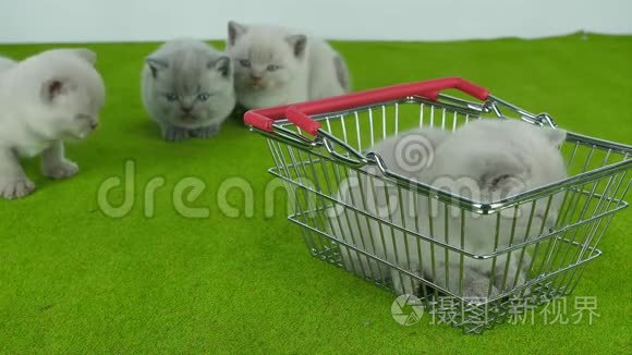 小猫在购物车里吃宠物食品视频