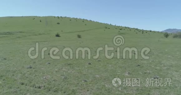 飞越山地草地上的野马群。 夏山野性.. 平的原始颜色。