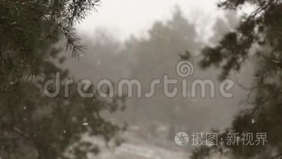 户外冬林拍摄的年轻新婚夫妇在雪天松林散步和玩得开心牵手