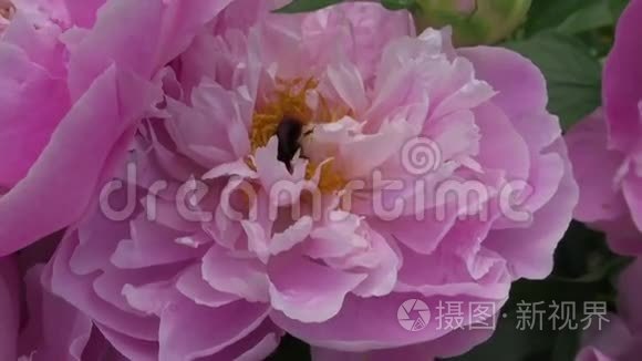 大黄蜂在牡丹花中采集花蜜视频