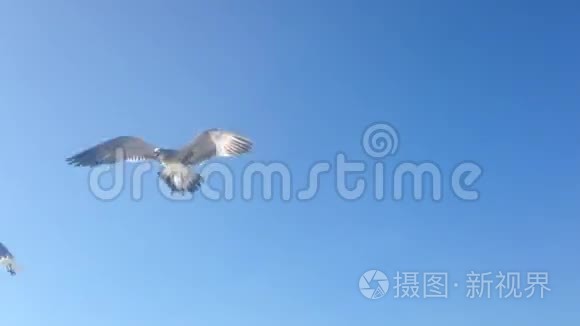 海鸥飞来飞去，互相呼喊，互相攻击，以捕捉被人抛掷的食物。