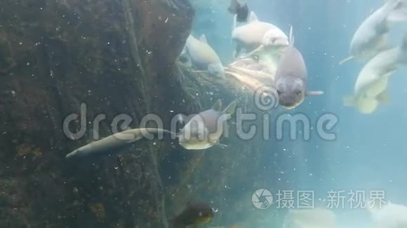 河鱼水族馆里的鱼视频