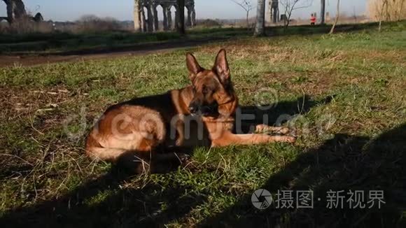 德国牧羊犬在公园散步