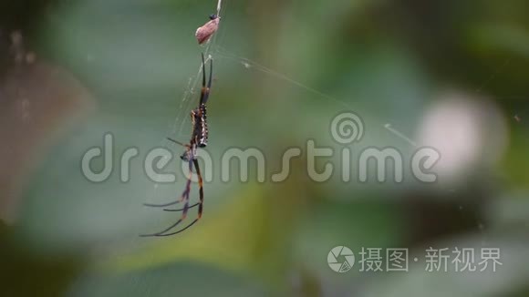 蜘蛛昆虫的宏观