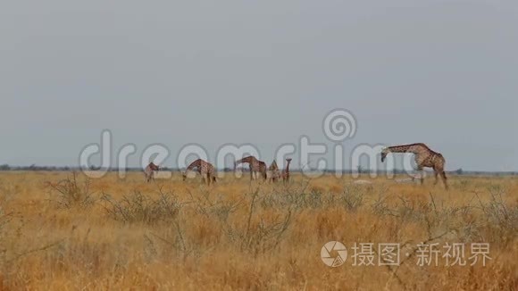 吉拉法·卡马帕达利斯放牧