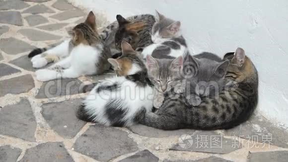 桑托里尼岛可爱的猫科动物视频