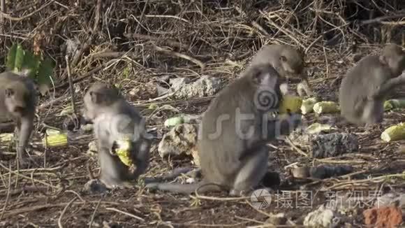 吃螃蟹的猕猴，马卡猴，也被称为长尾猕猴，桑格猴森林巴厘岛