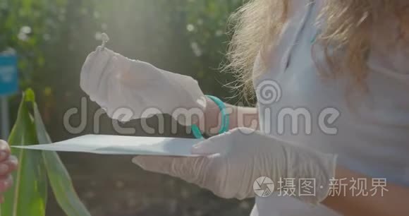 生物学家或农艺学家，在田间进行分析。