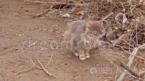 可爱的毛茸茸的猫在街上视频