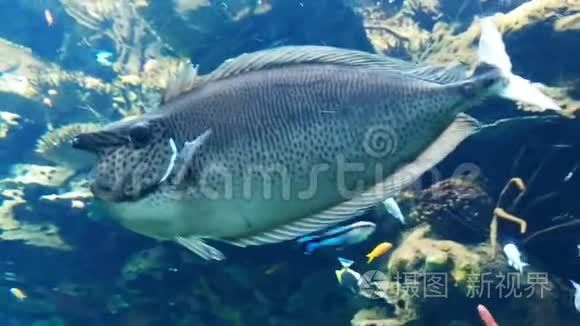 河鱼水族馆里的鱼视频