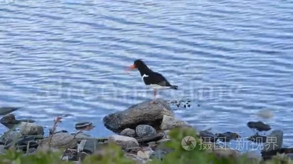 夏季站在蓝色海岸的养眼鸟