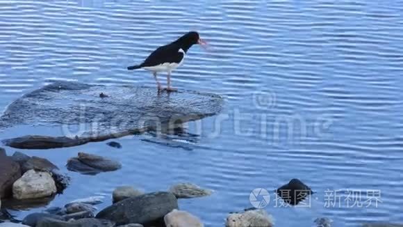 夏季站在蓝色海岸的养眼鸟