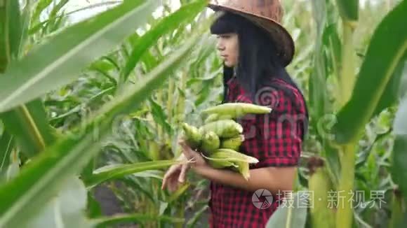 智慧生态是一种收获农业的耕作理念。 农民女孩植物研究员收获玉米生活方式的COBS上