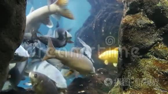 河鱼水族馆里的鱼视频