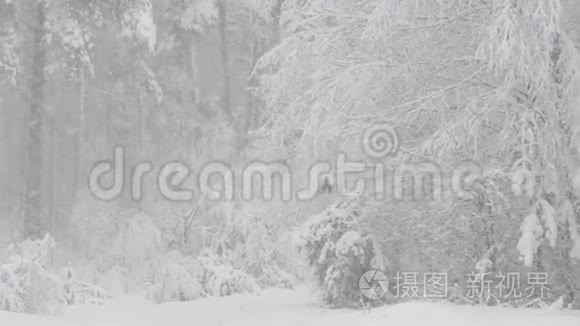 雪天美丽的冬雪林视频