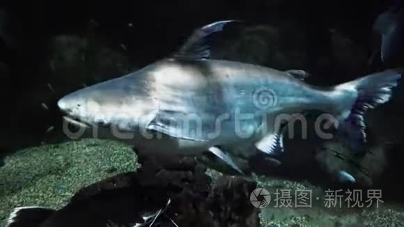 在一个大型水族馆的特写镜头里视频