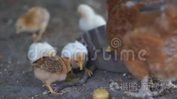 母鸡和小鸡视频