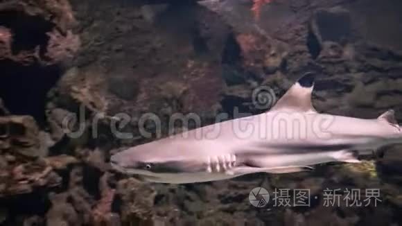 在一个大型水族馆的特写镜头里视频