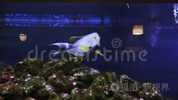 在一个大型水族馆的特写镜头里视频