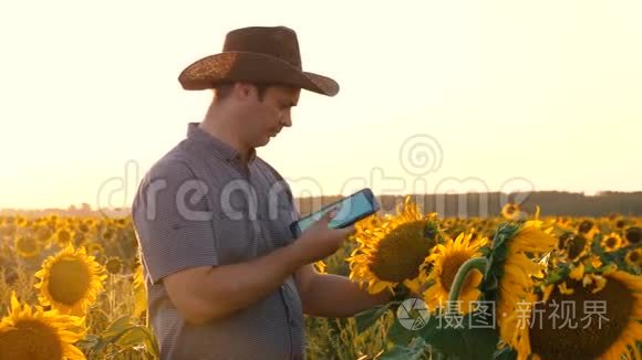 农学家奥萨姆塔里瓦特花和葵花籽。 带着平板电脑的商人用向日葵检查他的田地