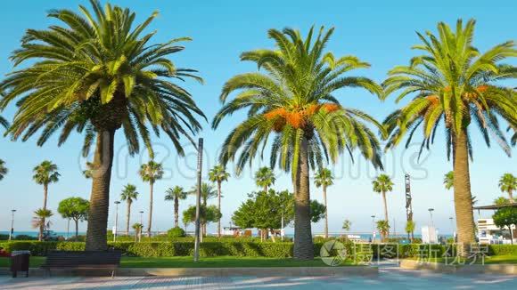 美丽的夏日景象与棕榈树视频