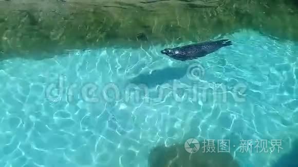 可爱的鱼在绿色的淡水水族馆中移动