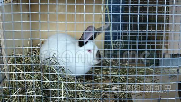 视频白色加州兔子在笼子里