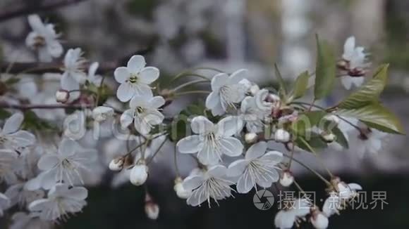 樱桃树的白色花朵
