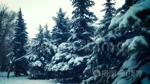 冷杉树枝上的雪视频