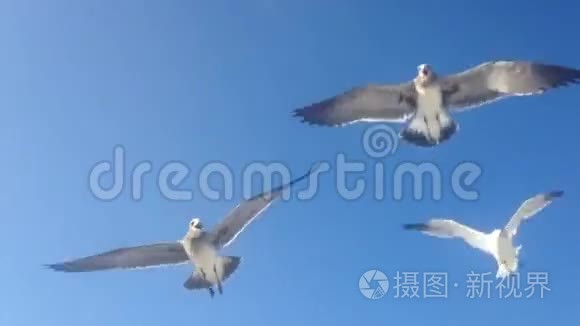 海鸥飞来飞去，互相呼喊，互相攻击，以捕捉被人抛掷的食物。