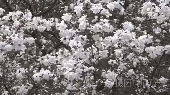 白色的木兰花开得很漂亮视频