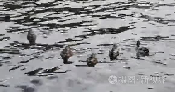 水欧洲的鸭子视频