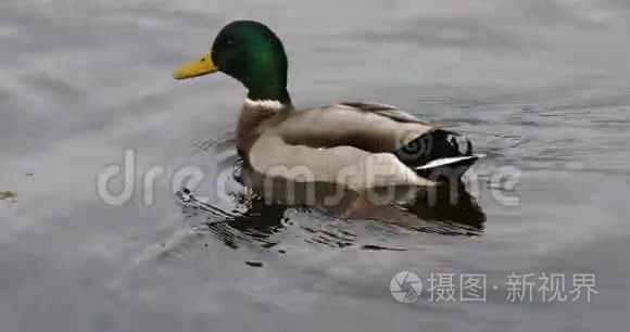 水欧洲的鸭子视频