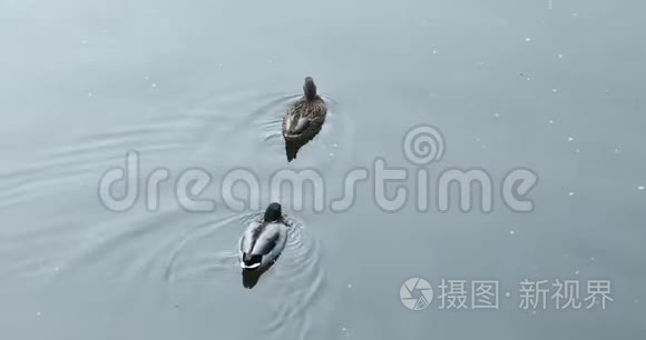 水欧洲的鸭子视频