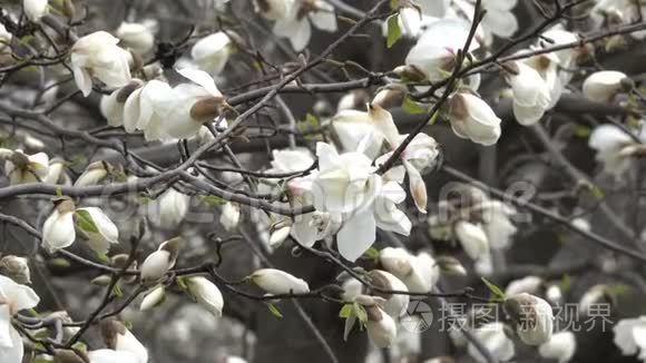 白色的木兰花开得很漂亮