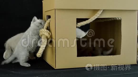 小猫玩纸板箱视频