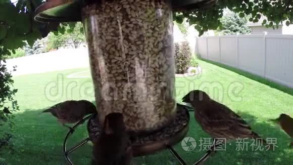 鸟类从饲养者那里吃种子视频